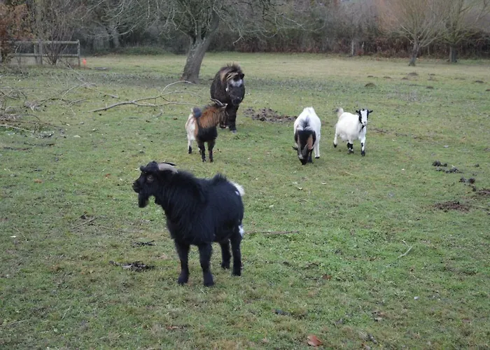 펜션 De L'hotel Mahey Champrépus